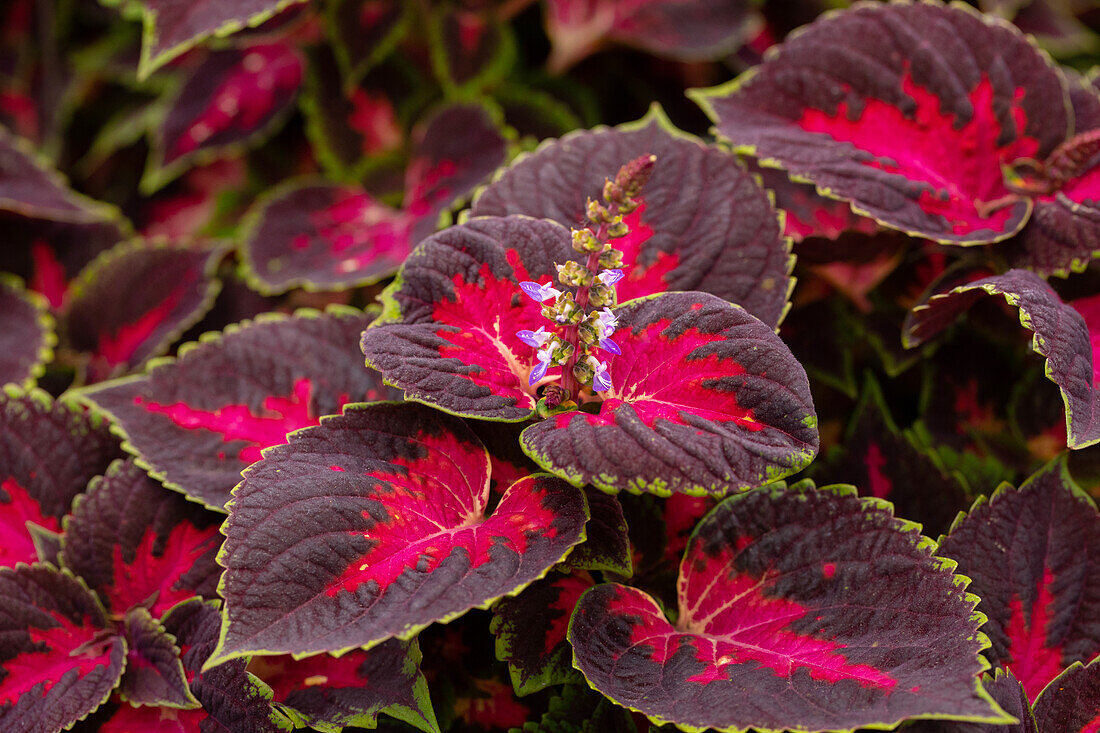 Coleus blumei 'Main Street Fifth Avenue'