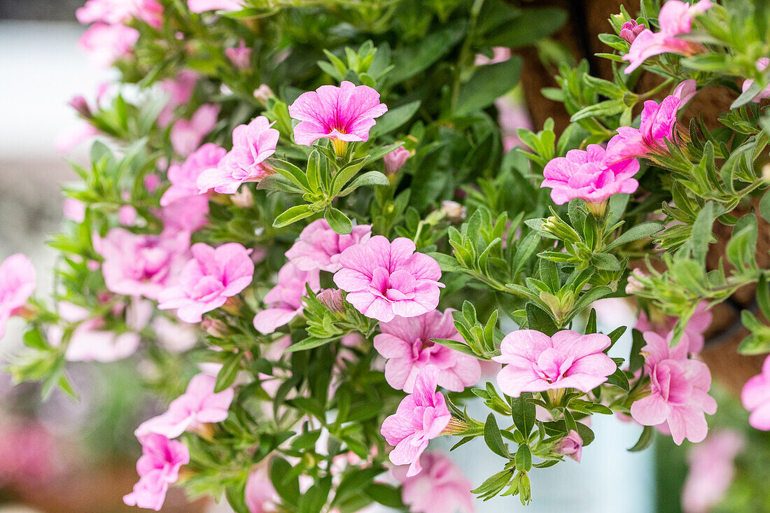 Calibrachoa Aloha Double Soft Pink