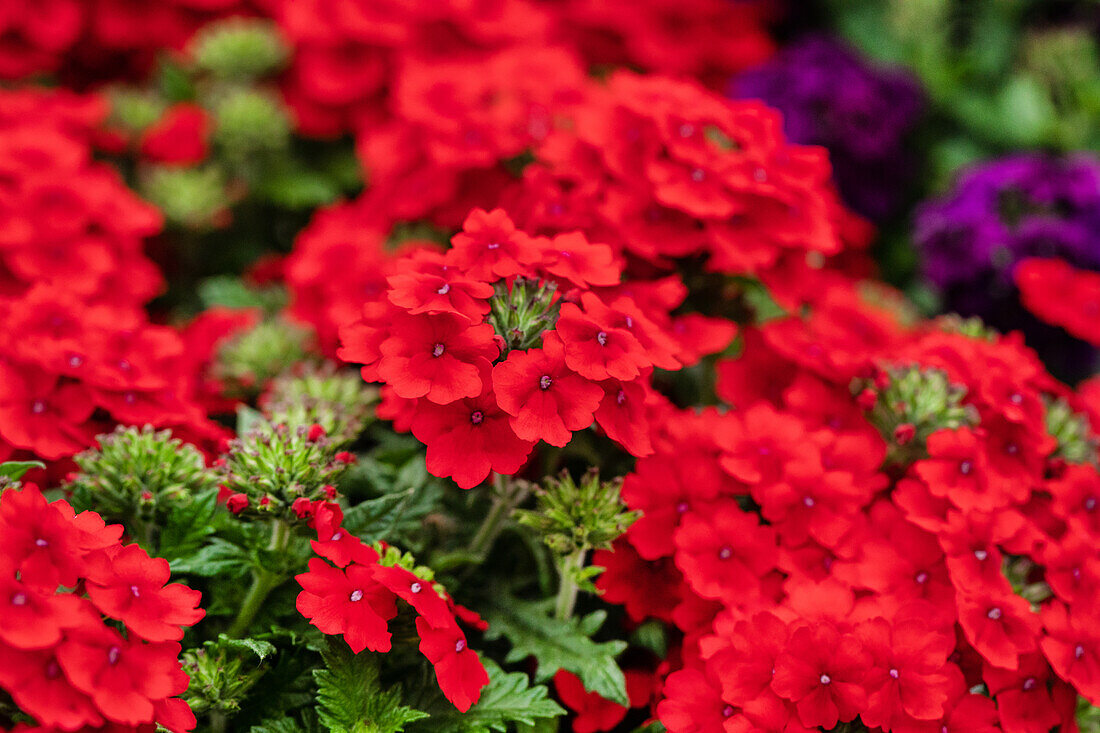 Verbena 'Empress Flair Red'