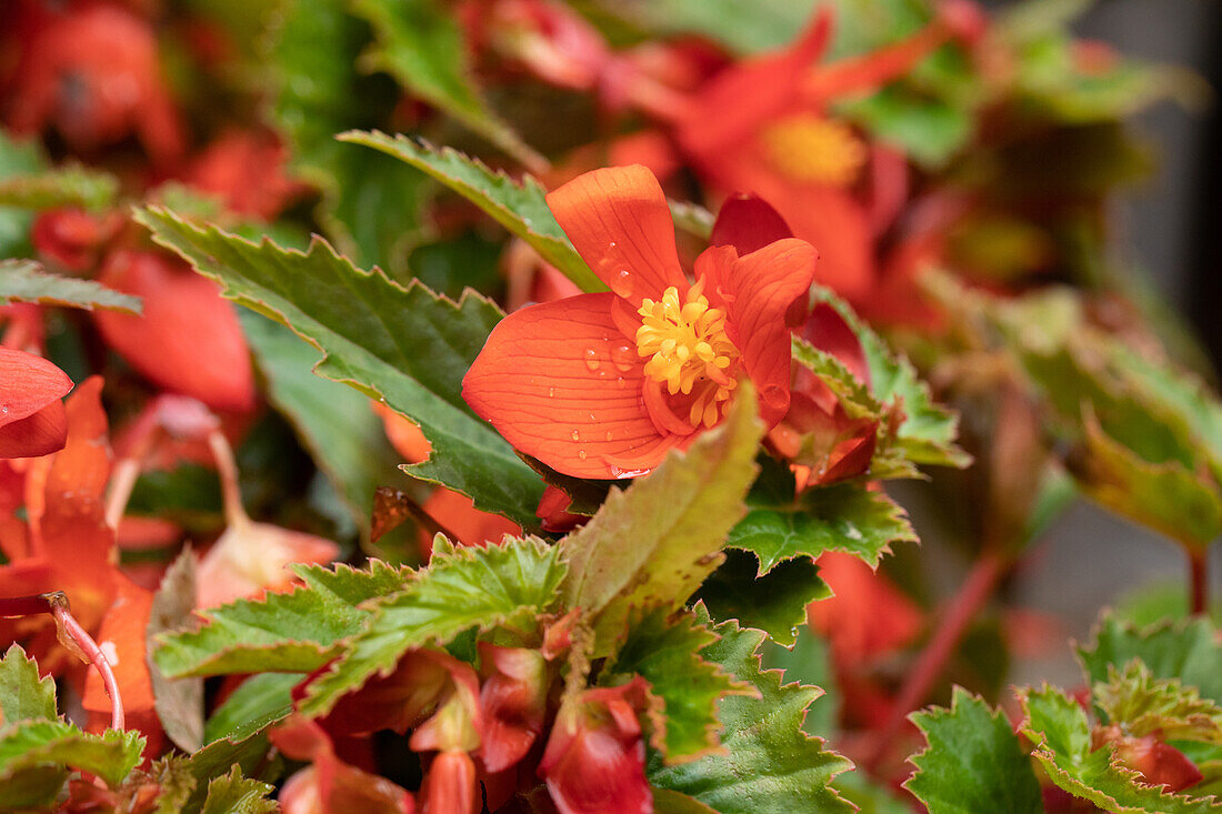 Begonia SUMMERWINGS™ 'Deep Red'