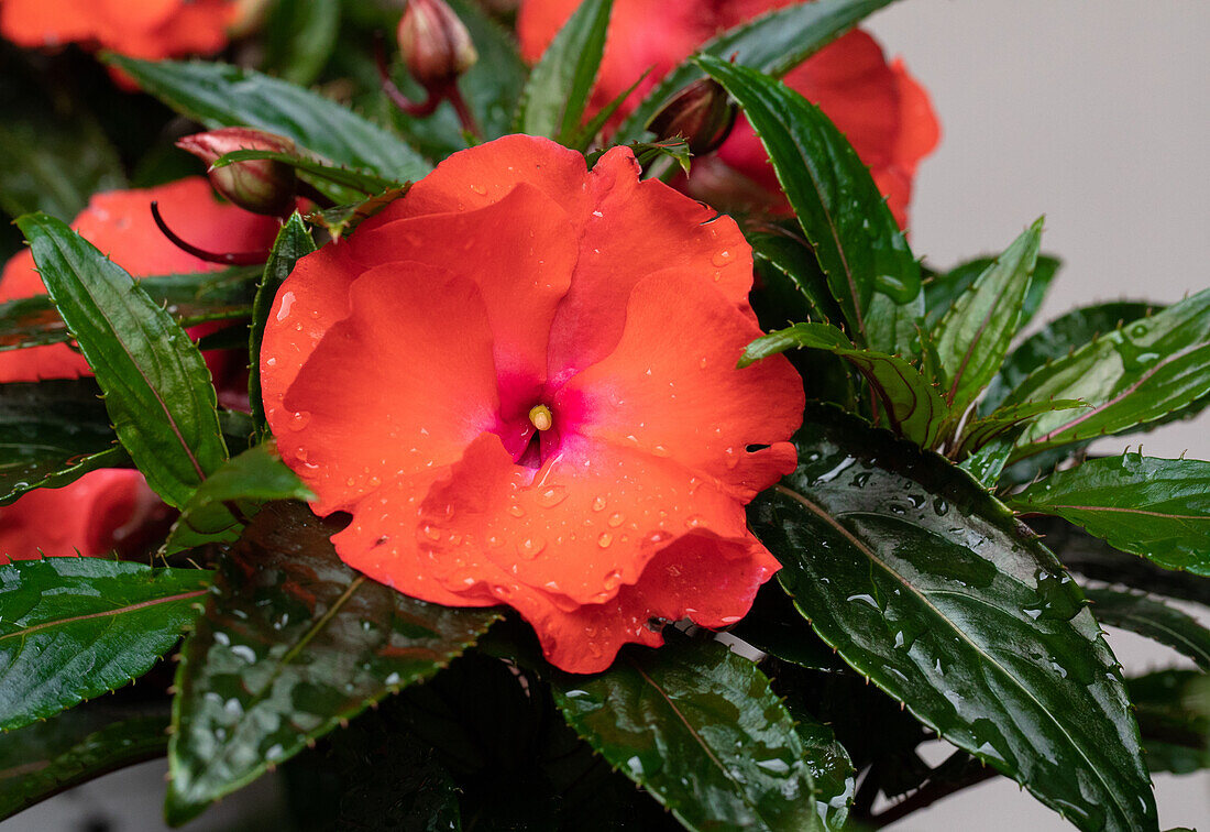 Impatiens neuguinea PARADISE™ Rokoko 'Antoinette'