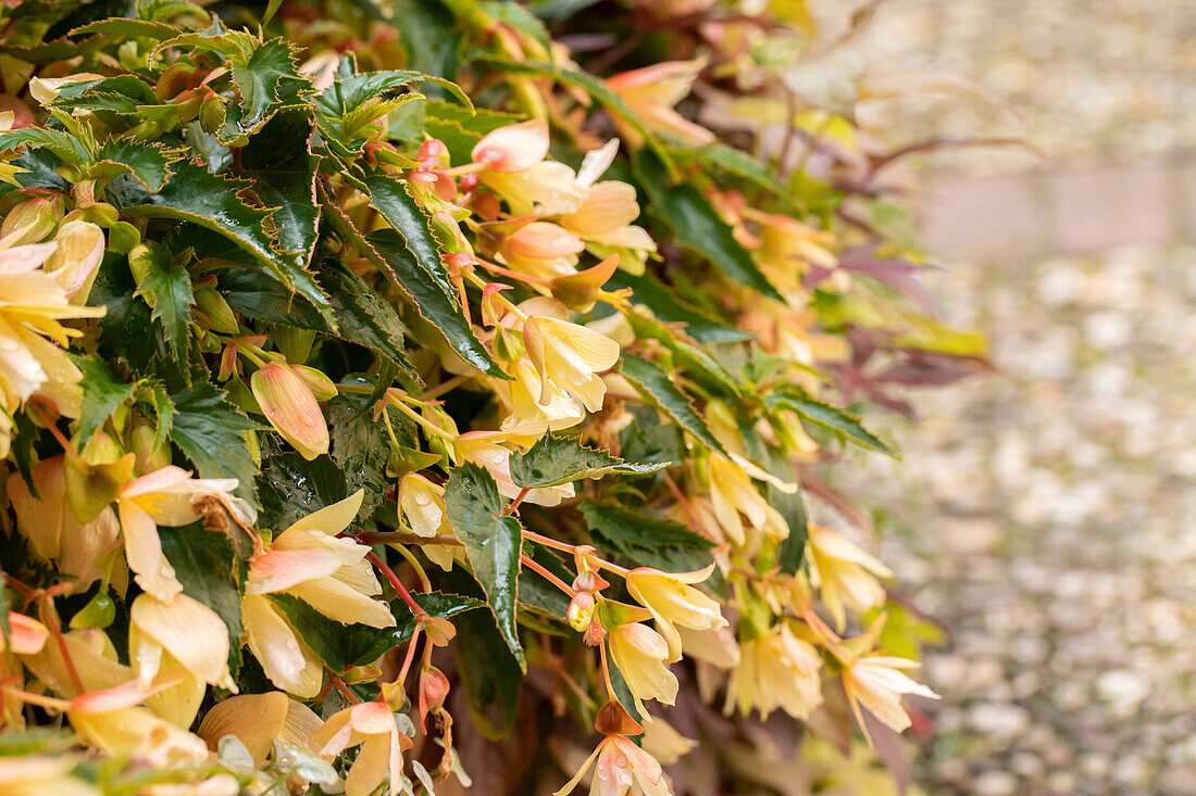 Begonia SUMMERWINGS™ 'Vanilla Elegance'