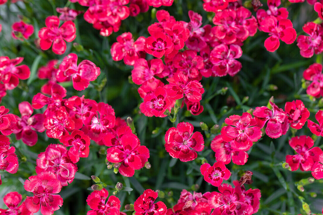 Dianthus caryophyllus, pink