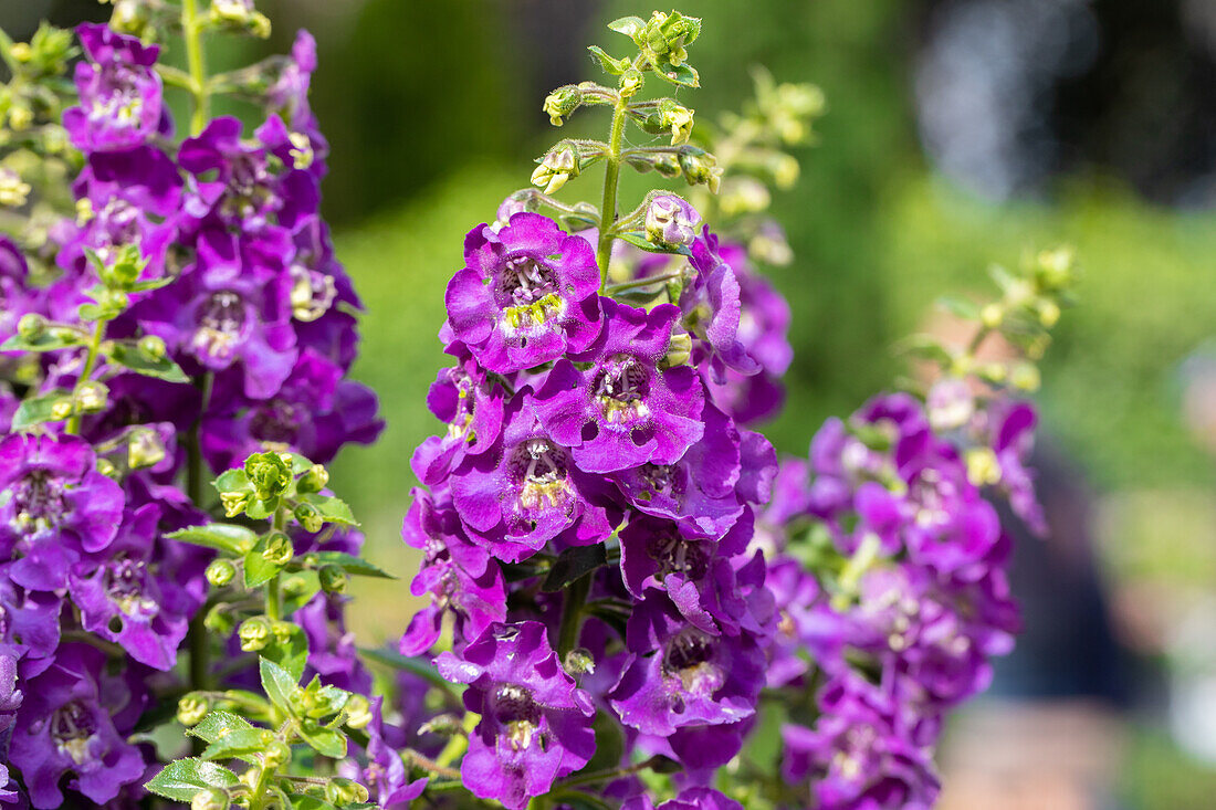 Angelonia ANGELFACE 'Blue 2020'