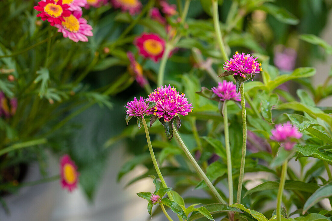 Gomphrena globosa 'Truffula Pink' Pink