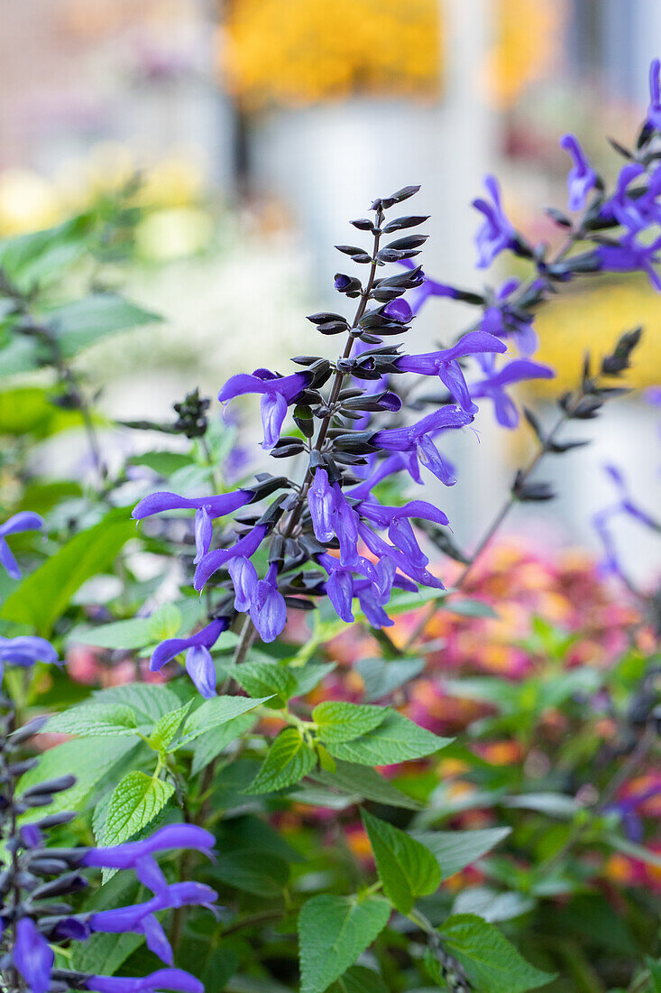 Salvia ROCKIN 'Sky Blue