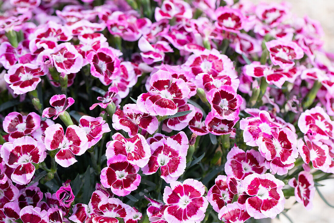 Dianthus TOUCH 'Big Touch'