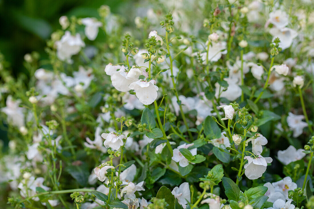 Diascia BREEZEE Plus White 2020