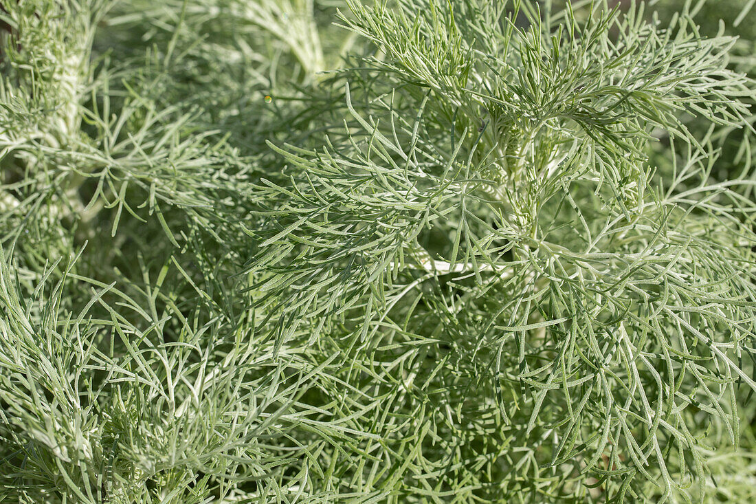 Artemisia mauiensis MAKANA 'Silver'