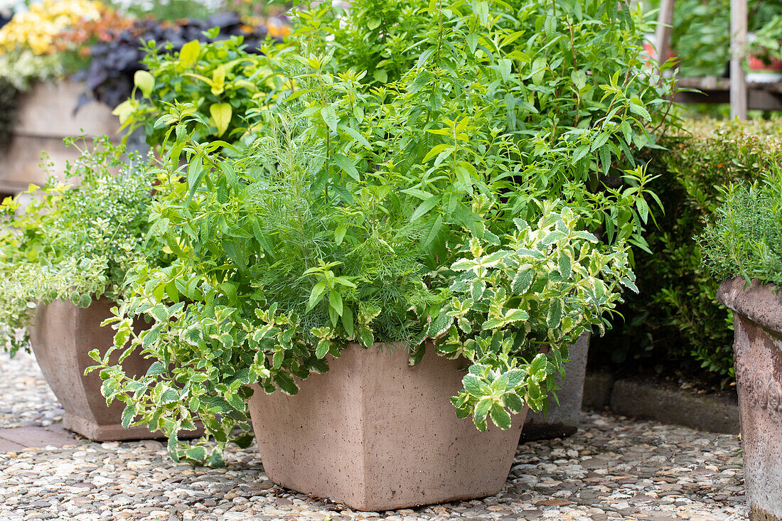 Tub with herbs