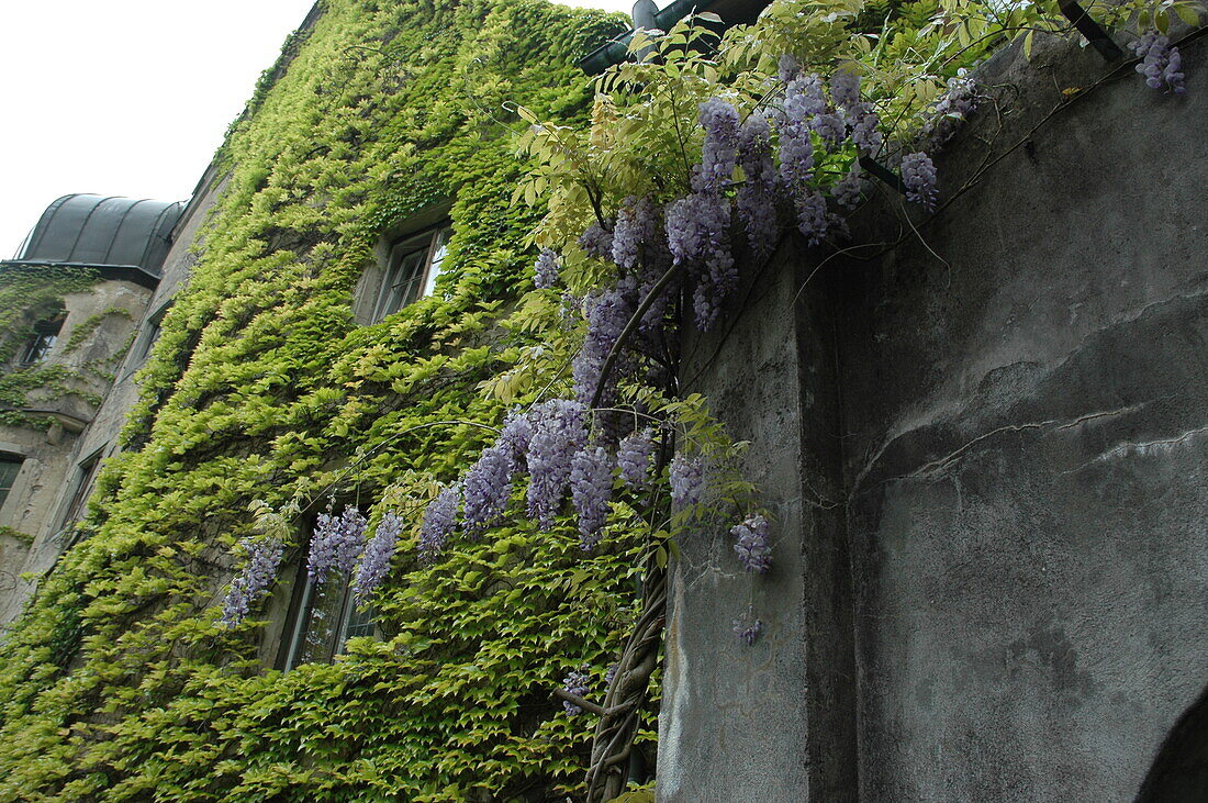 Wisteria floribunda