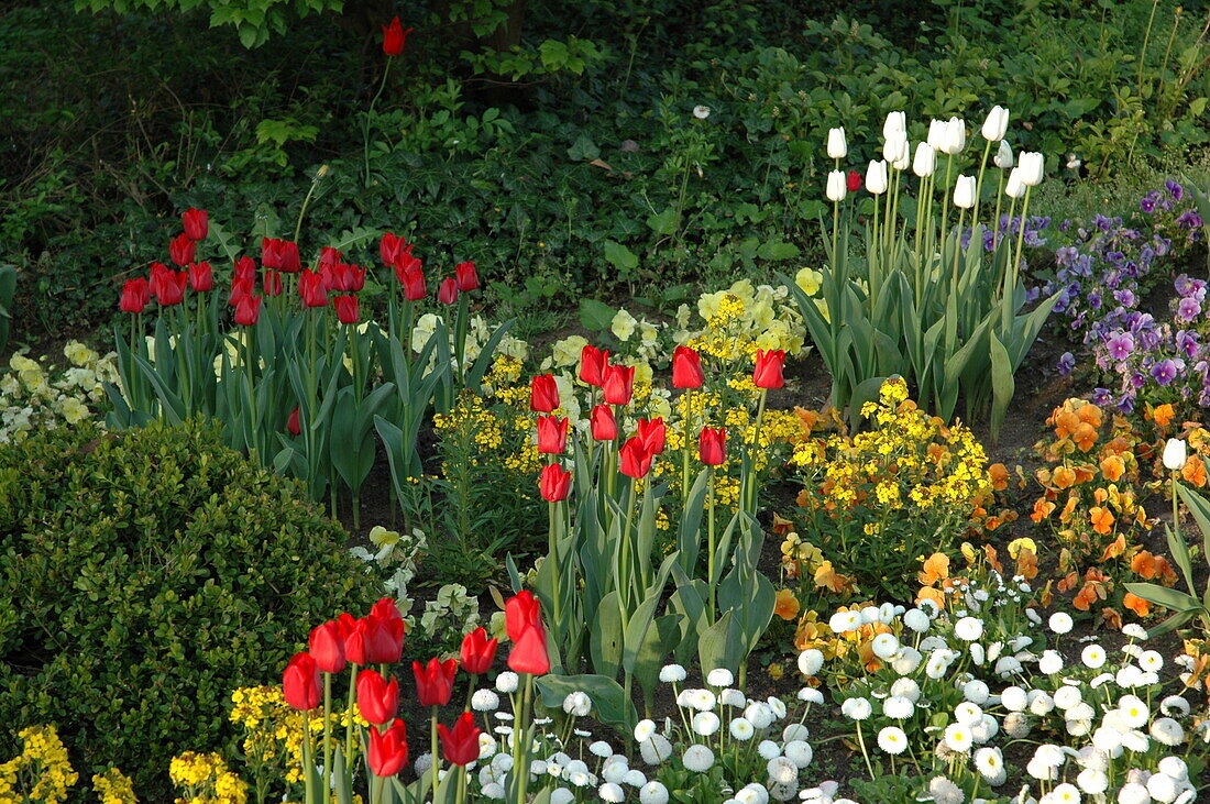 Bed with tulips and spring flowers