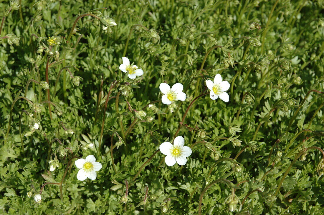 Saxifraga x arendsii 'Spring Snow'