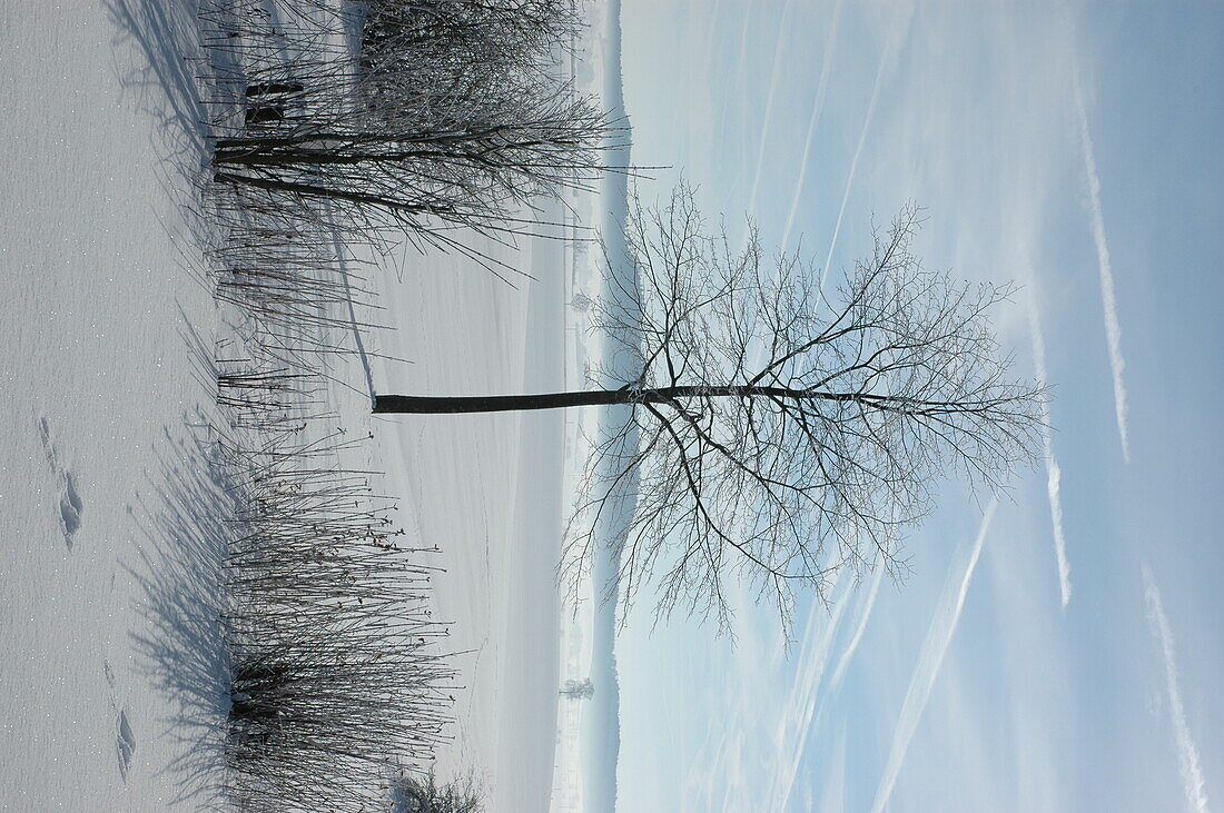 Tree in snow landscape