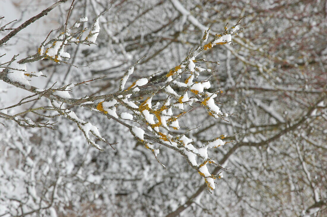 Twig with lichen in the snow