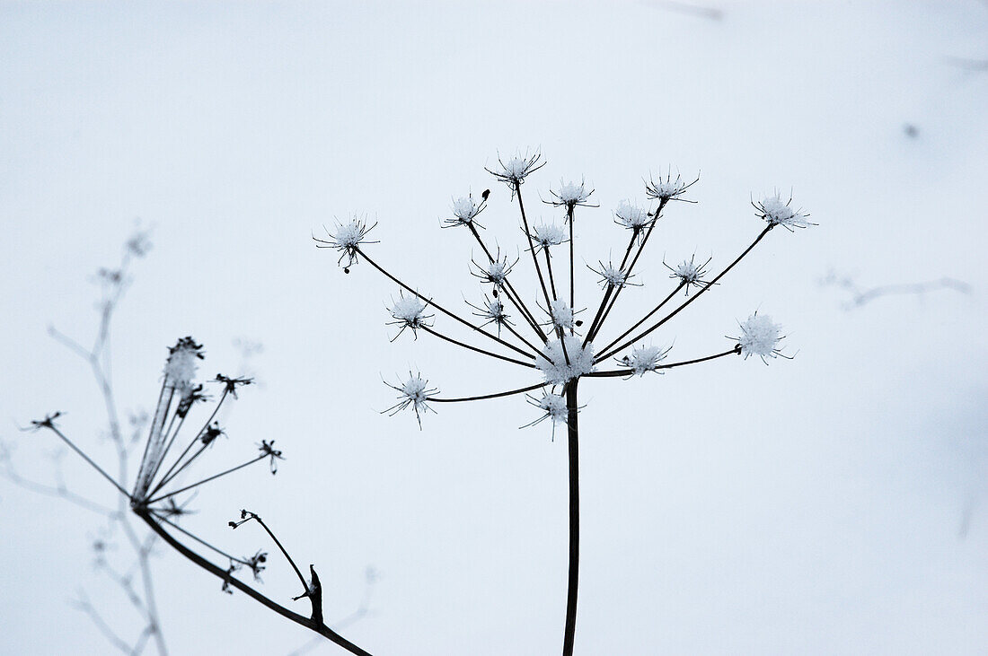 Seed heads in the snow