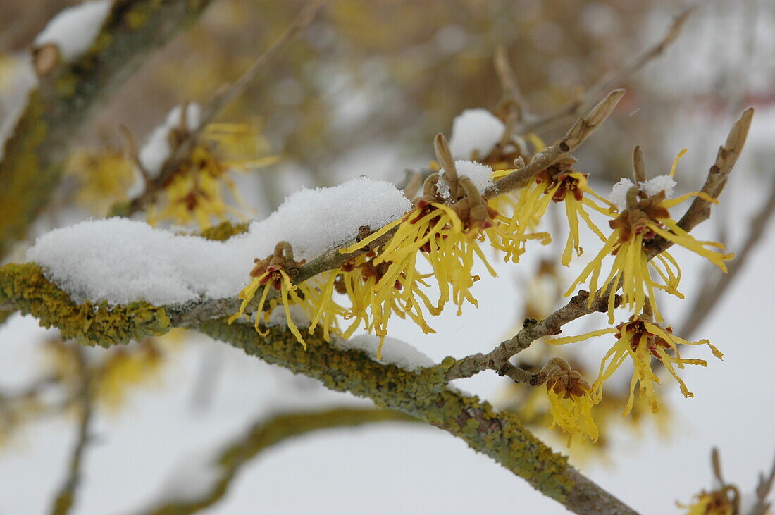 Hamamelis x intermedia 'Arnold Promise