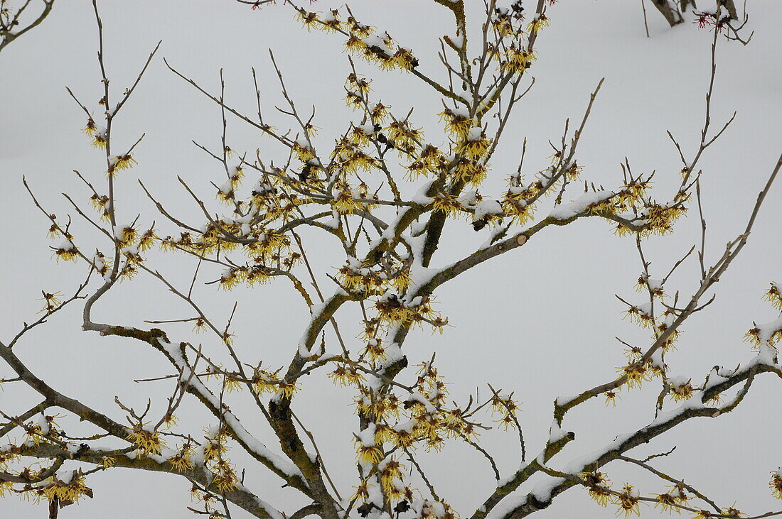 Hamamelis x intermedia 'Arnold Promise'