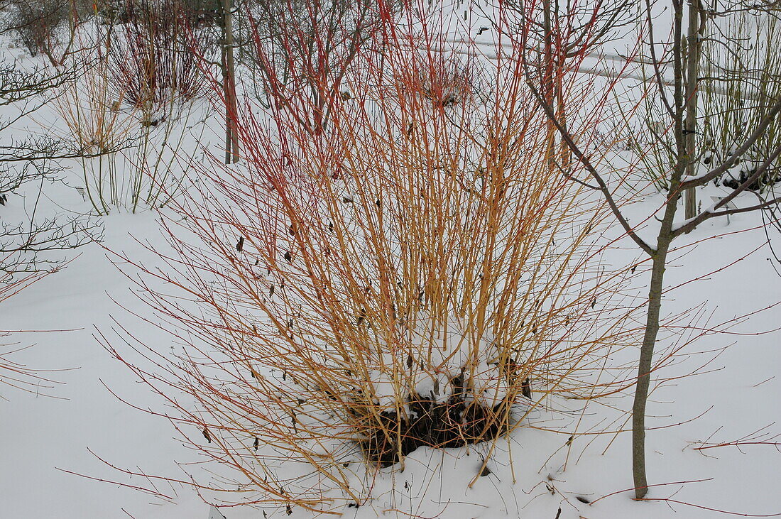 Cornus sanguinea 'Winter Flame'