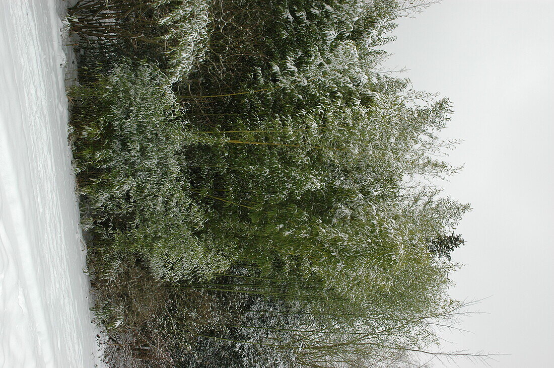 Bamboo in winter