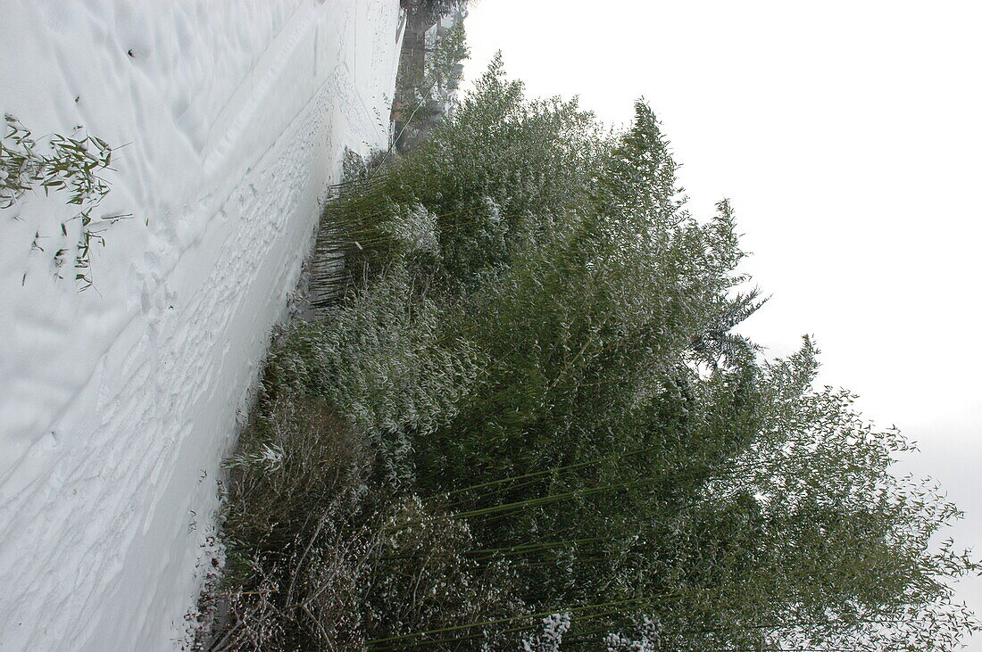 Snow landscape with bamboo