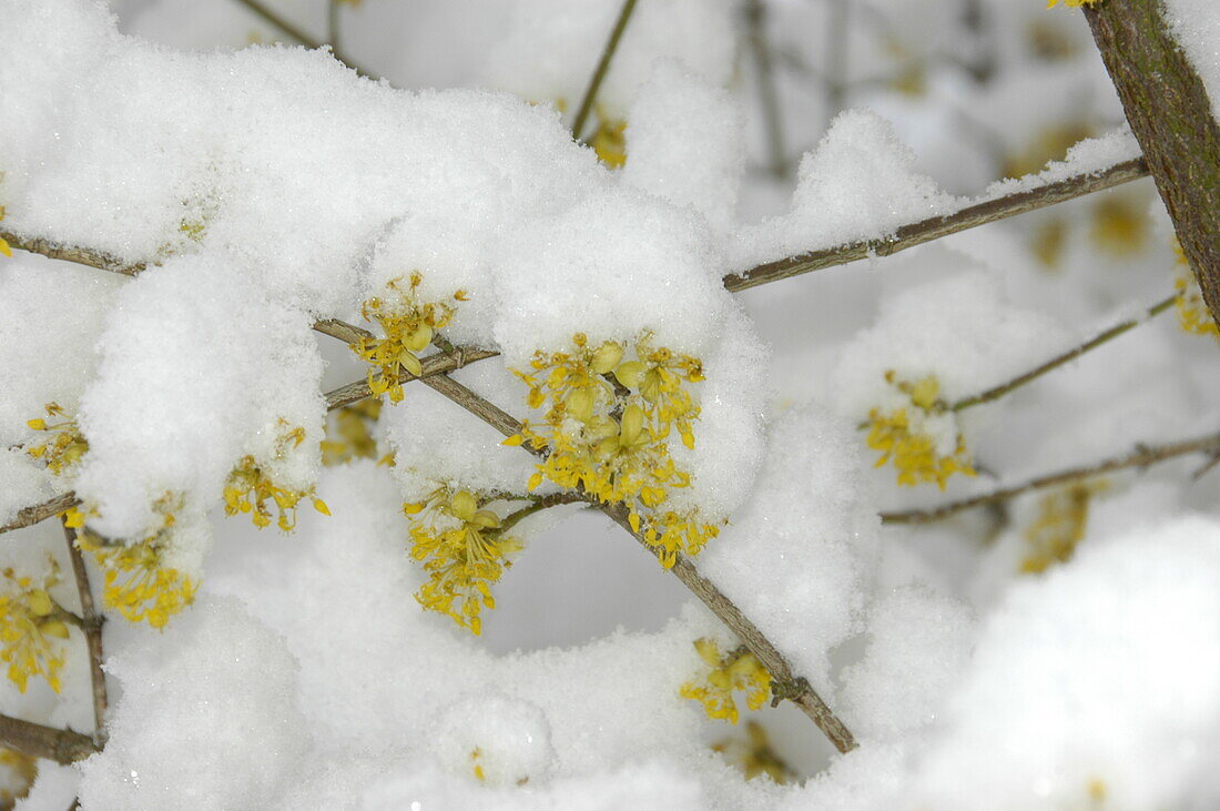 Cornus mas