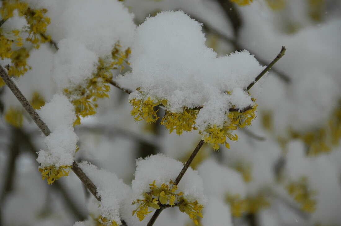 Cornus mas