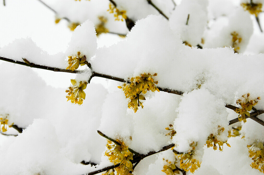 Cornus mas