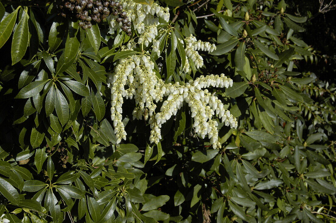 Pieris floribunda