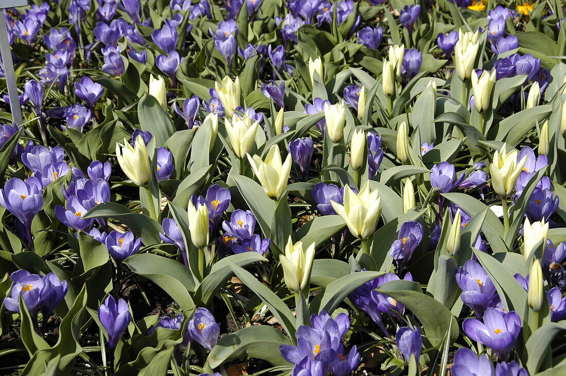 Tulipa fosteriana 'Concerto'