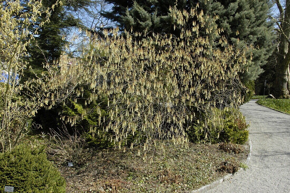 Stachyurus praecox