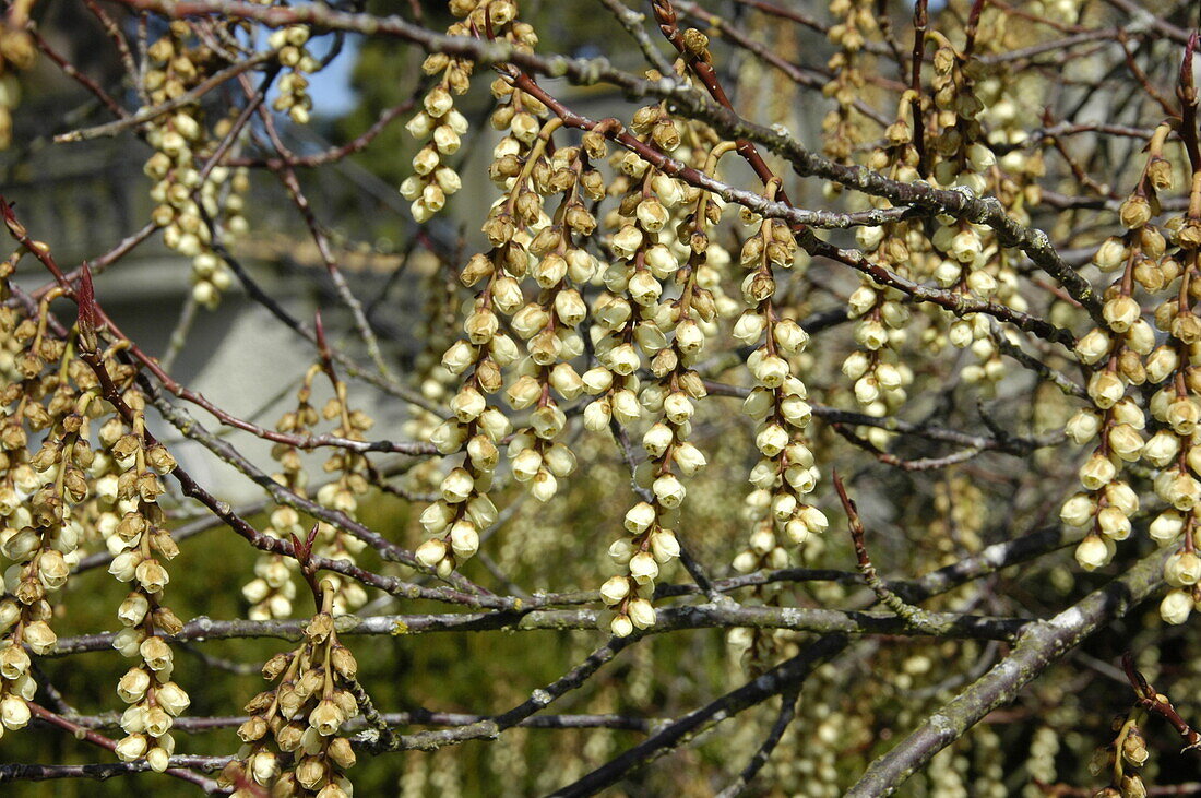 Stachyurus praecox