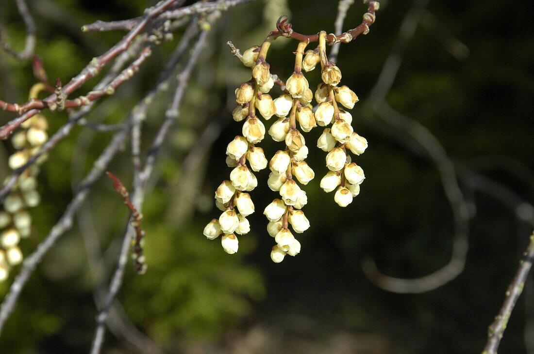 Stachyurus praecox