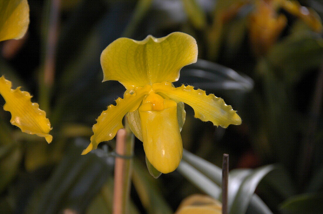 Paphiopedilum