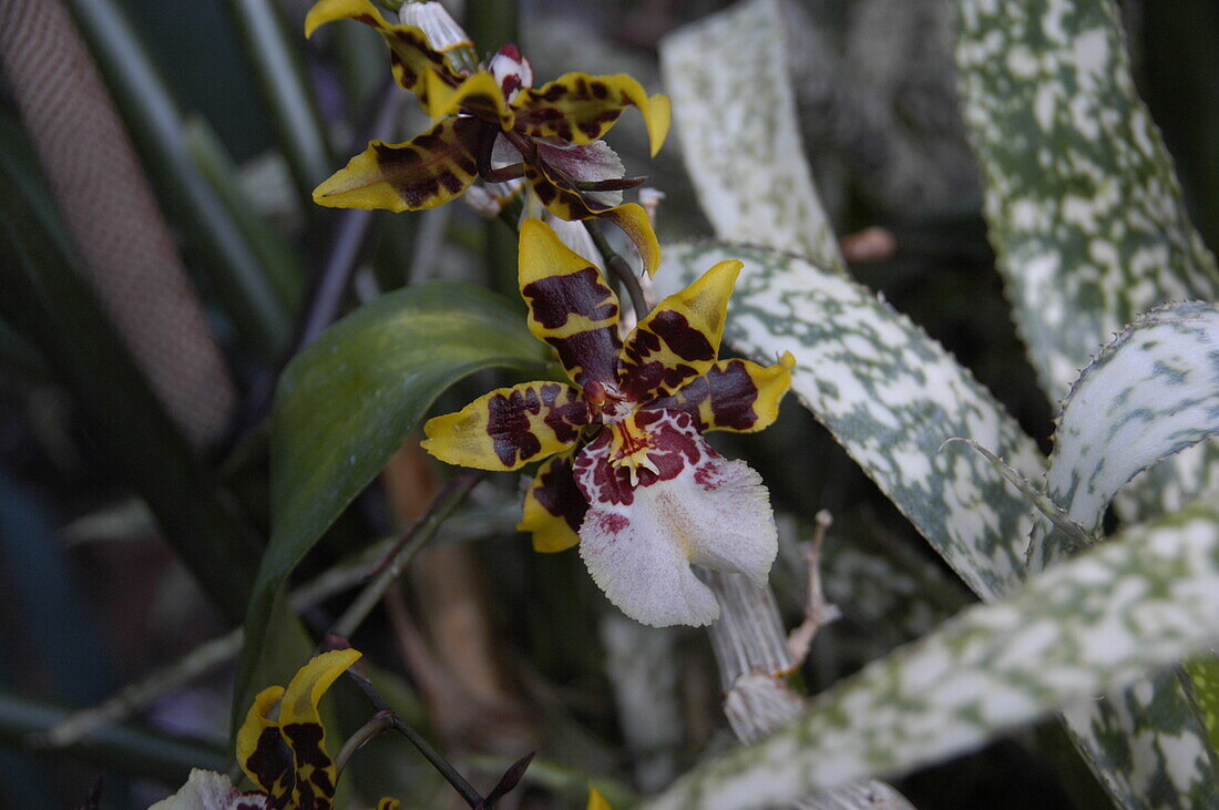 Oncidium