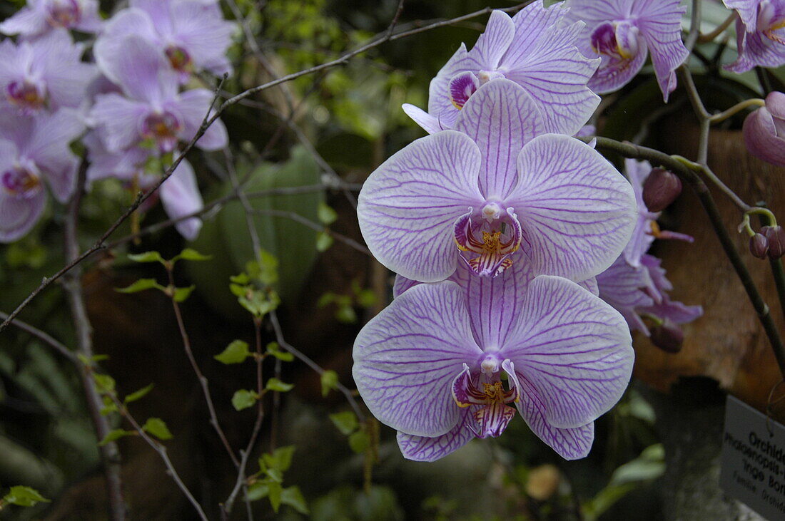 Phalaenopsis, purple