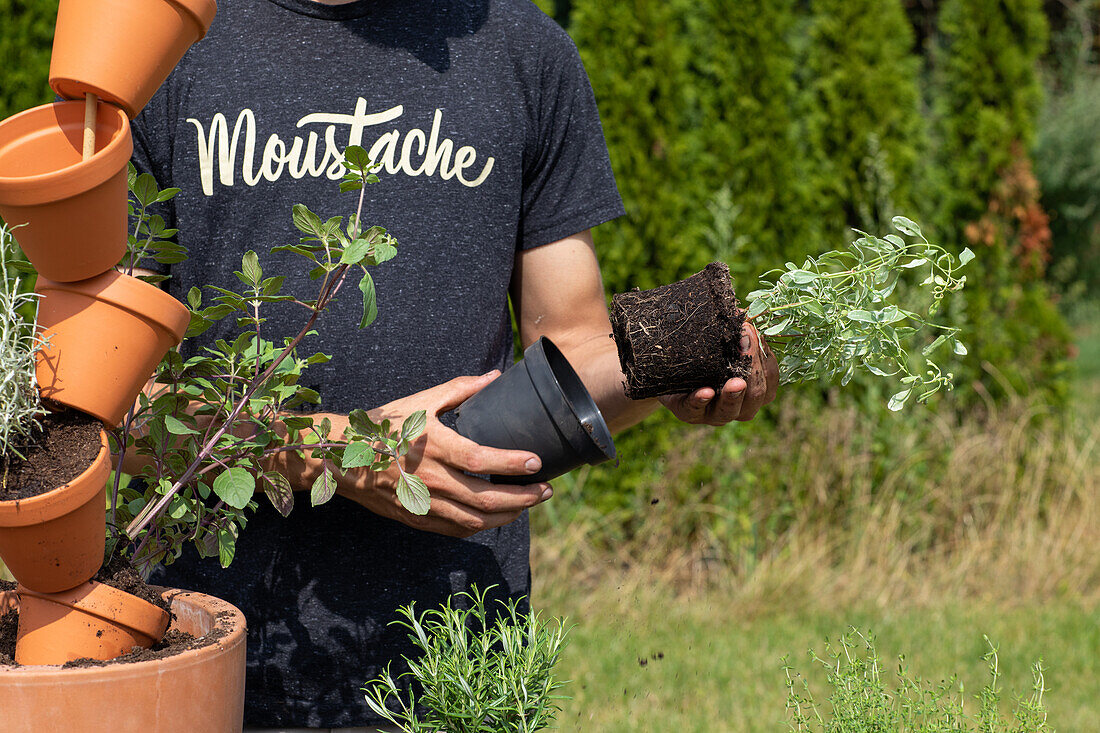 Herb tower - potting out a plant