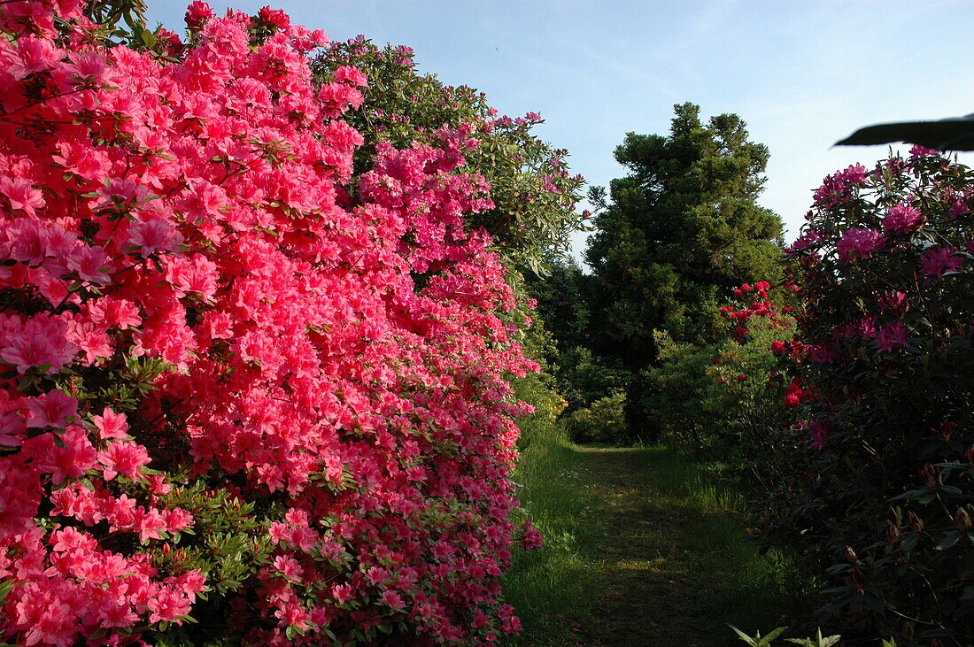 Rhododendron molle ssp. japonicum