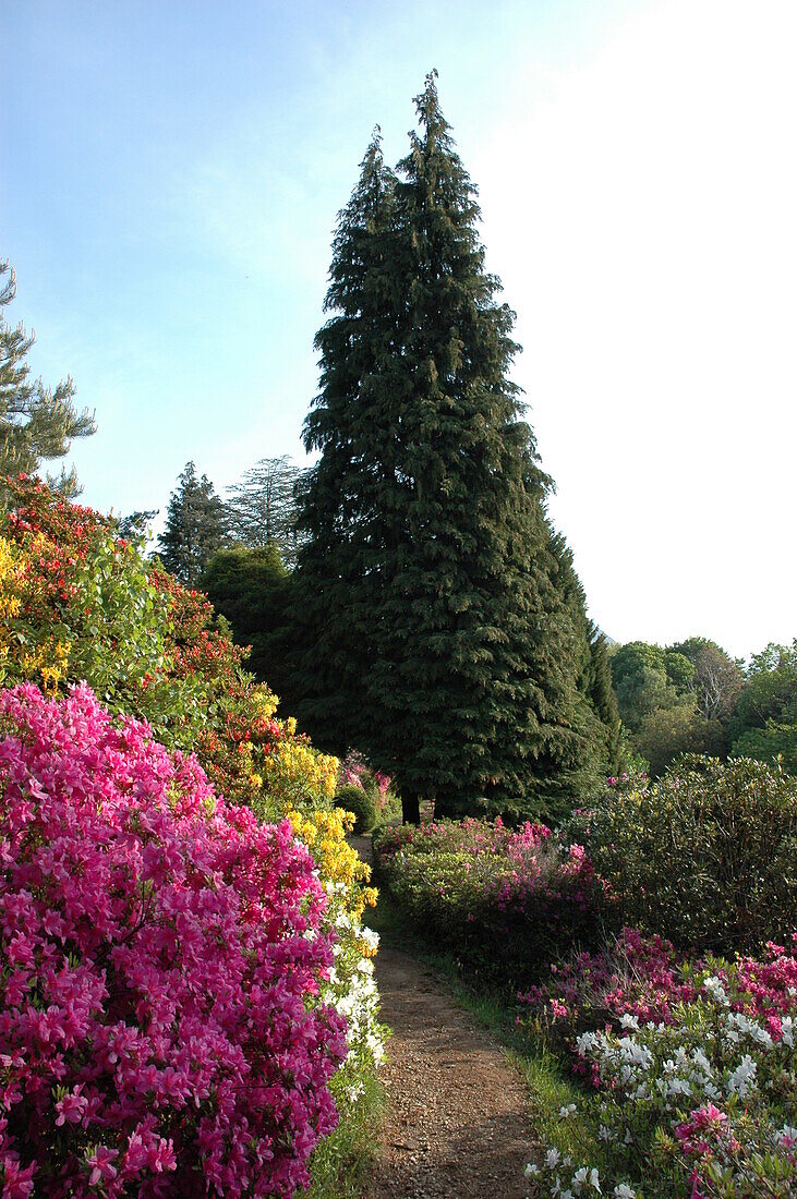 Solitary conifers in the rhododendron grove