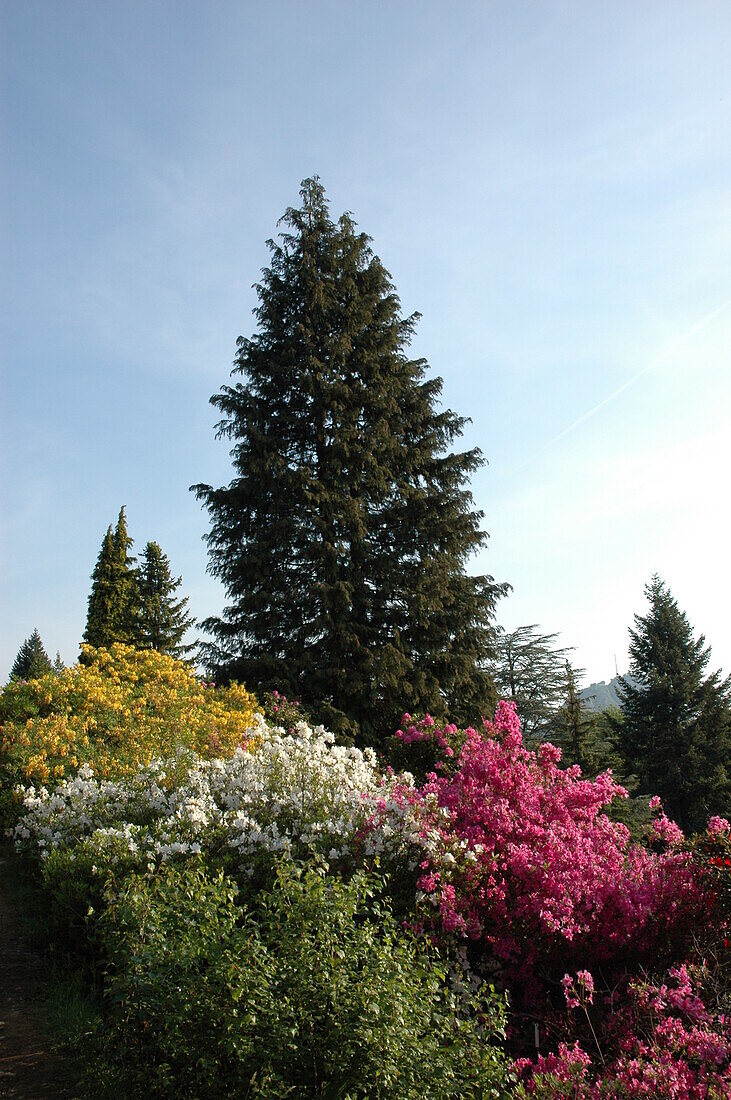 Solitärkonifere im Rhododendronhain