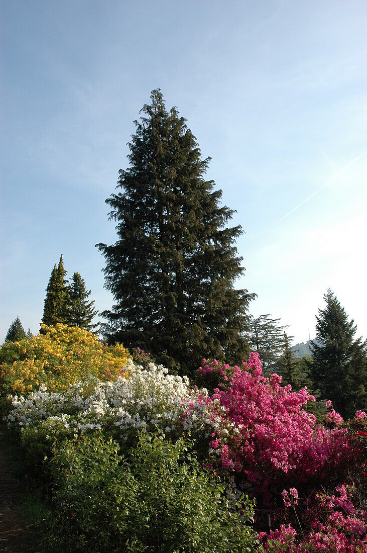 Solitary conifers in the rhododendron grove