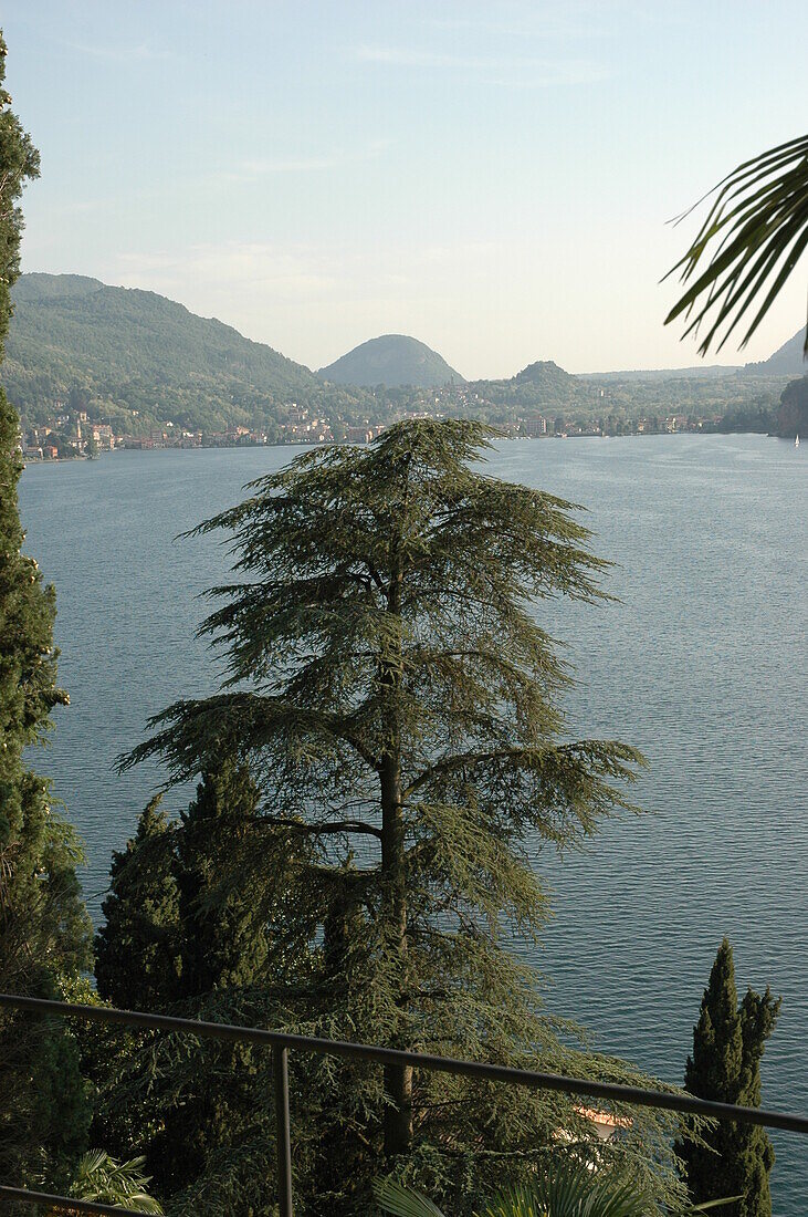 Conifer on the lakeside