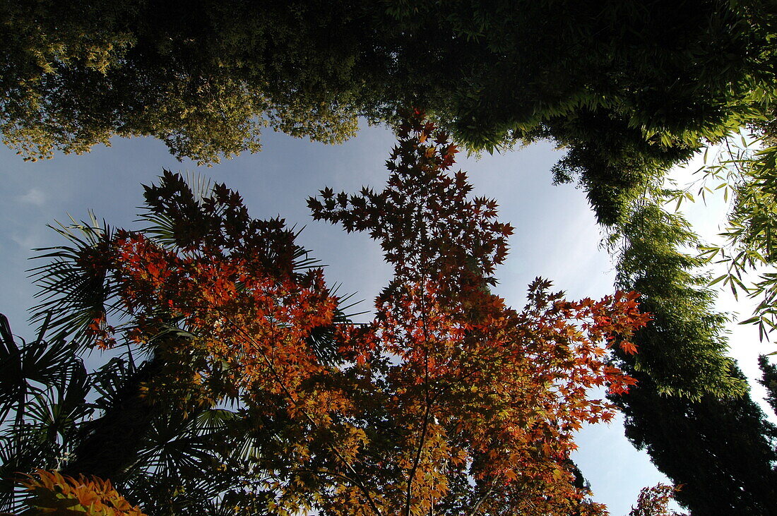 Ahorn und Bambus im Herbstlaub