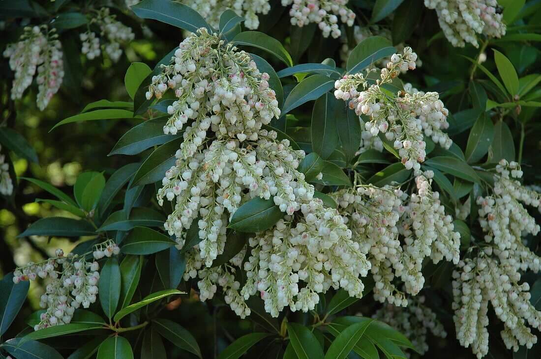 Pieris japonica