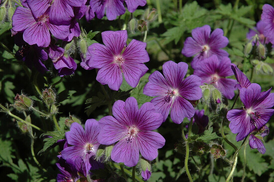 Geranium