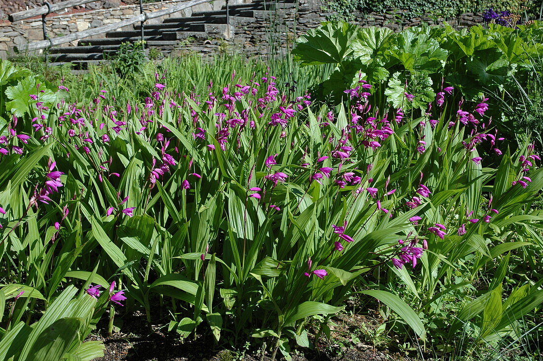 Bletilla striata