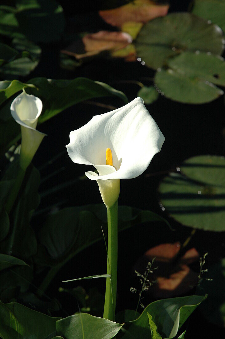 Calla palustris