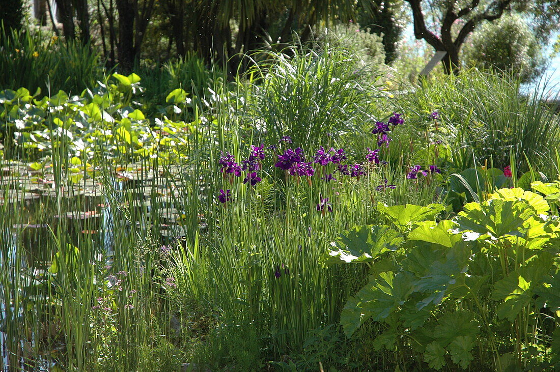 Iris setosa