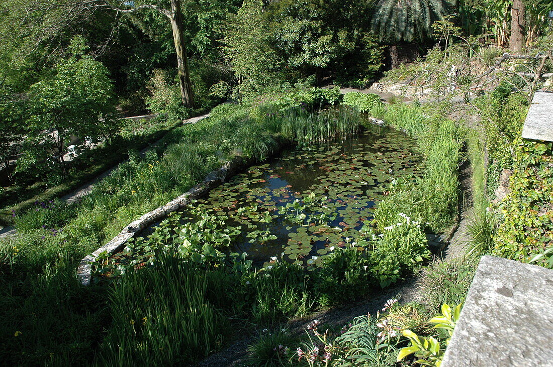 Pond with plants