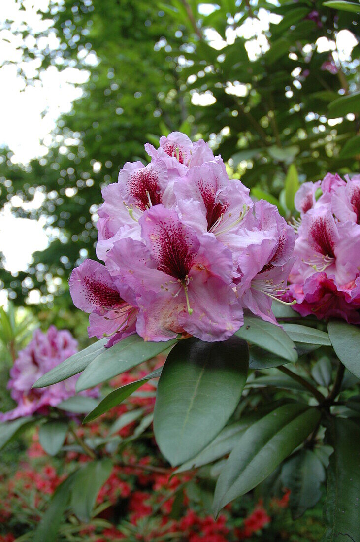 Rhododendron